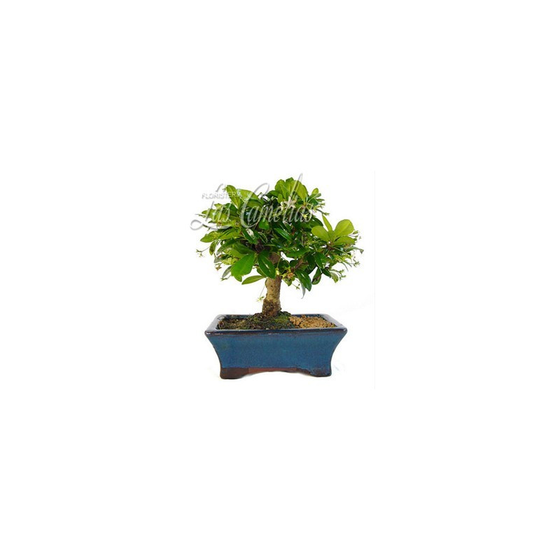 Bonsai