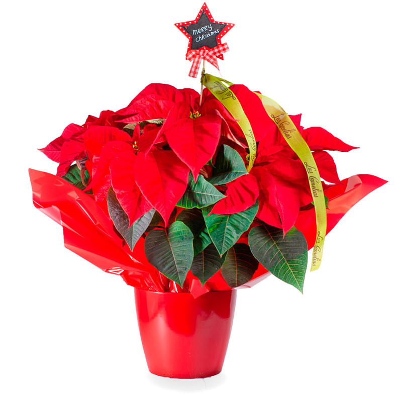 FLOR DE PASCUA NOEL