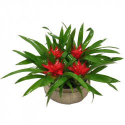 GUZMANIA