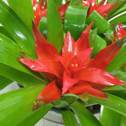 GUZMANIA