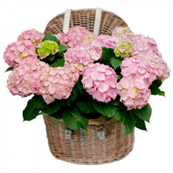 COFRE DE HORTENSIAS