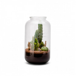 TERRARIUM DE CACTUS