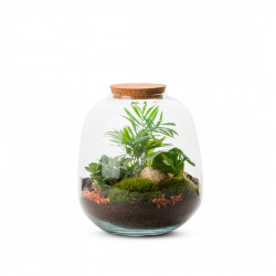MICROCLIMA TERRARIUM NATURAL AMAZONAS