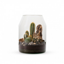 COMPOSICIÓN DE CACTUS MIX