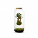 TERRARIUM KOKEDAMA FICUS GINSENG