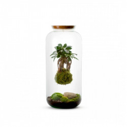 TERRARIUM KOKEDAMA FICUS GINSENG