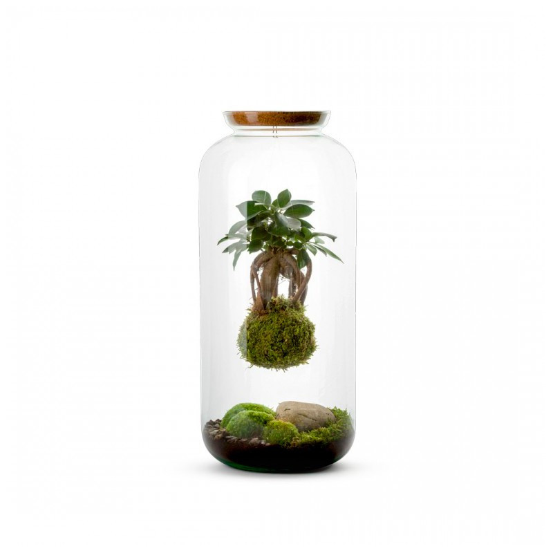TERRARIUM KOKEDAMA FICUS GINSENG