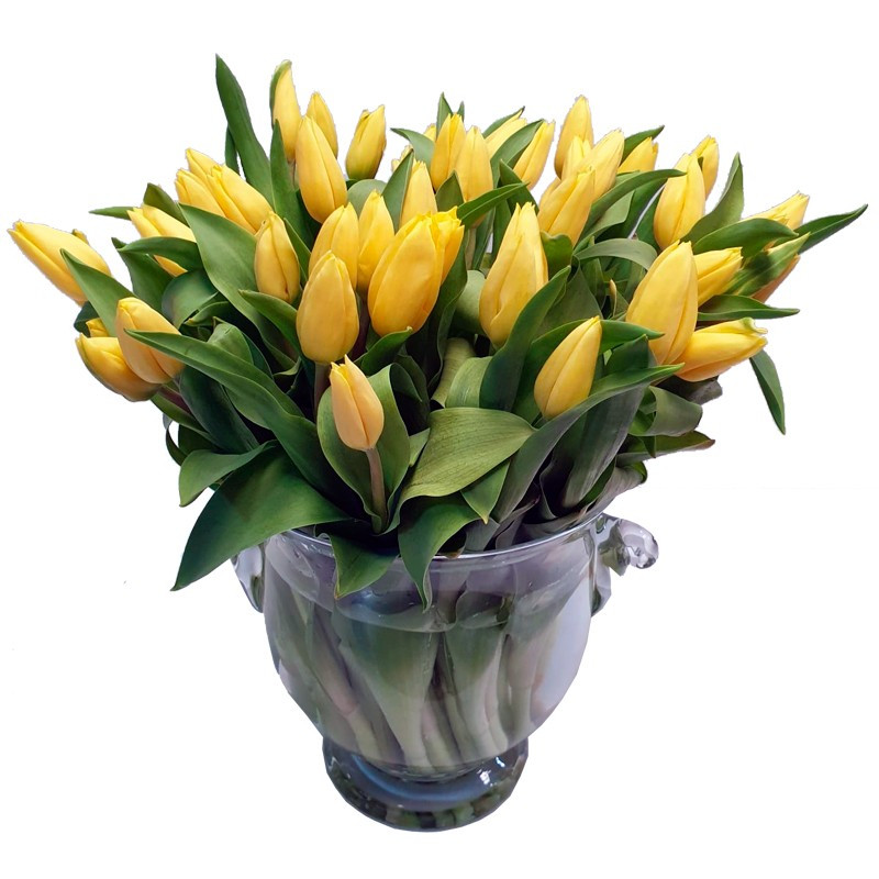 YELLOW TULIPS