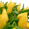 YELLOW TULIPS