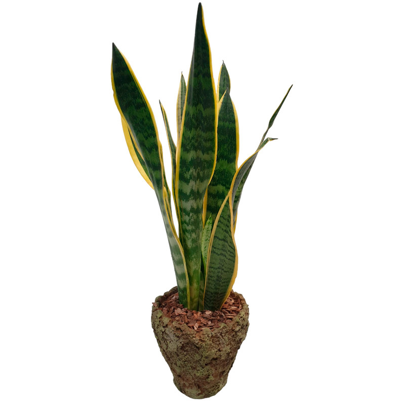 SANSEVIERIA