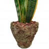 SANSEVIERIA