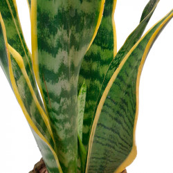 SANSEVIERIA