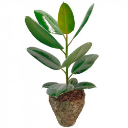 FICUS