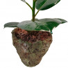 FICUS