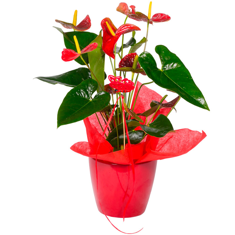 COMPOSICIÓN DE PLANTA ANTHURIUM