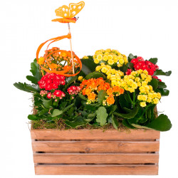 CAJA CON PLANTAS BUTTERFLY