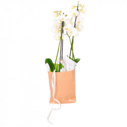 ORQUÍDEAS LET'S GO