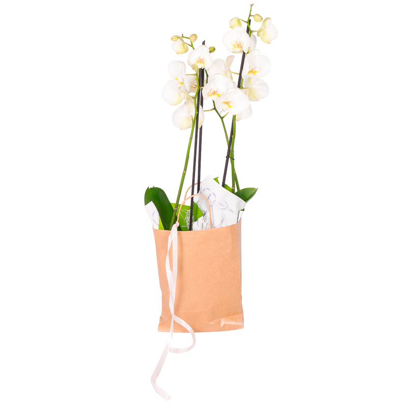 ORQUÍDEAS LET'S GO