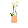 ORQUÍDEAS LET'S GO