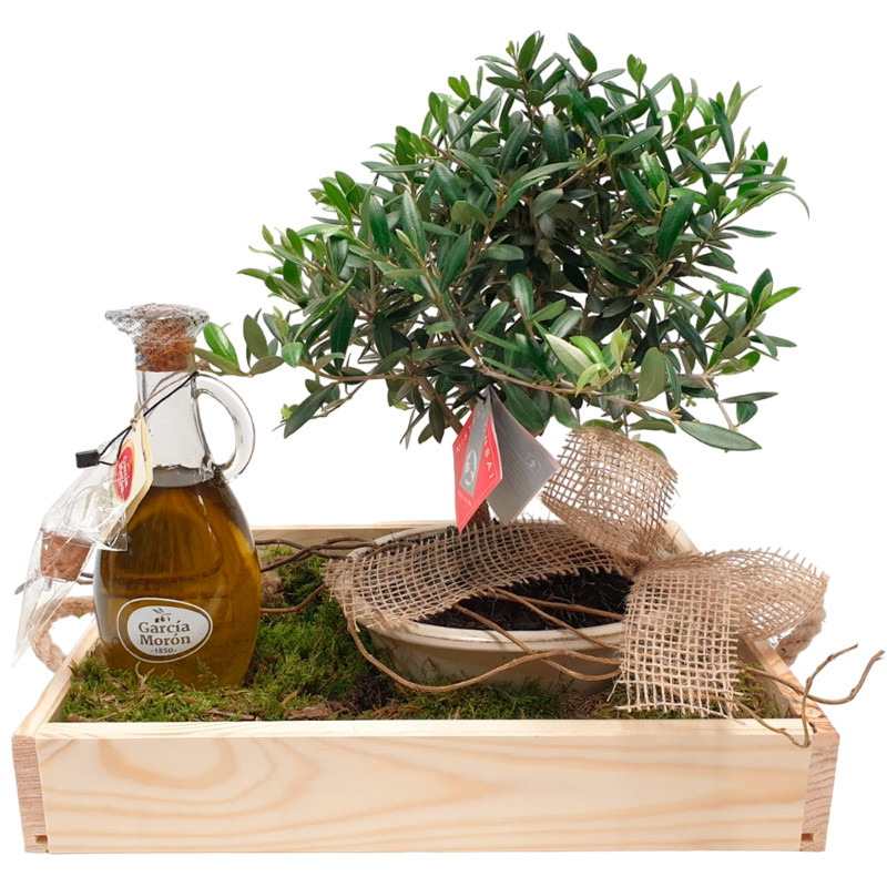 BONSAI OLEA