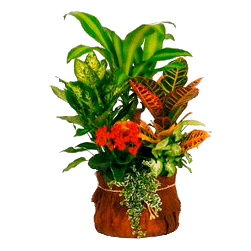 CESTA DE PLANTAS MIX