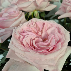 RAMO DE ROSAS JARDÍN TONOS ROSAS