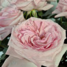 RAMO DE ROSAS JARDÍN TONOS ROSAS