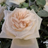 RAMO DE ROSAS JARDÍN TONOS BLANCOS