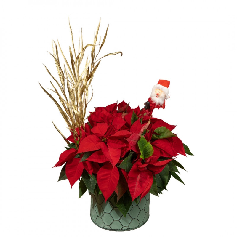 POINSETTIAS NOEL