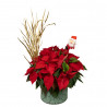 POINSETTIAS NOEL
