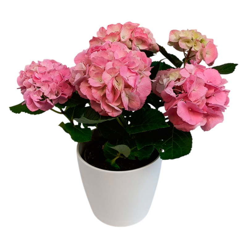 HORTENSIA ROSA