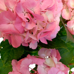 HORTENSIA ROSA