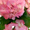 HORTENSIA ROSA