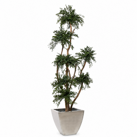 ÁRBOL TOPIARI PARVIFOLIA 190 CM.