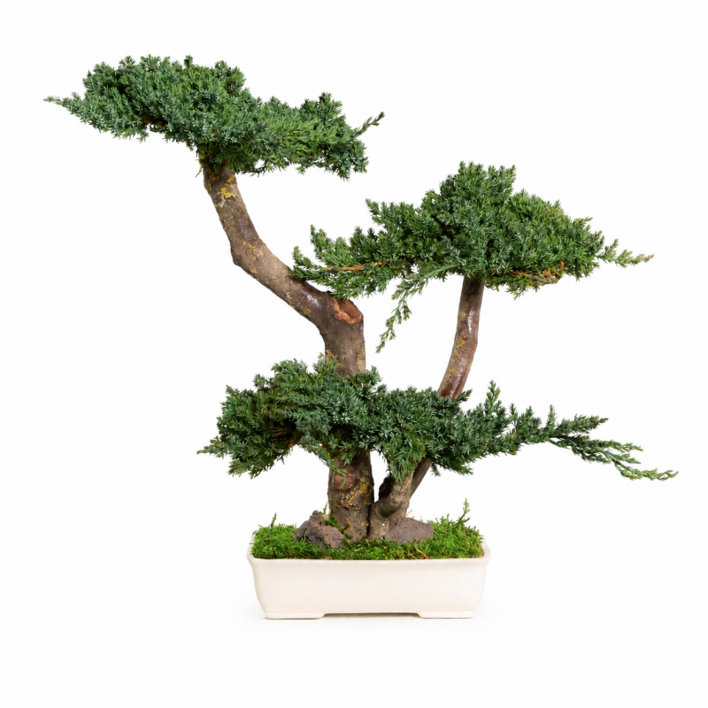 BONSAI JUNIPERUS 50 CM.