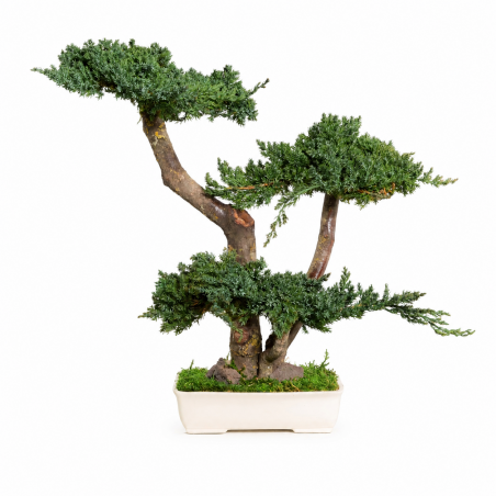 BONSAI JUNIPERUS 50 CM.