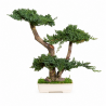 BONSAI JUNIPERUS 50 CM.