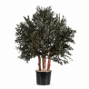 ARBUSTO PARVIFOLIA