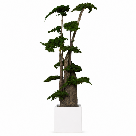 ÁRBOL JUNIPERUS 190 CM.