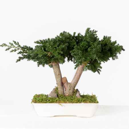 BONSAI JUNIPERUS 25 CM.