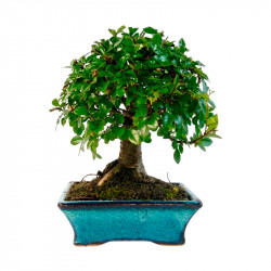 BONSAI FUKUSHIMA