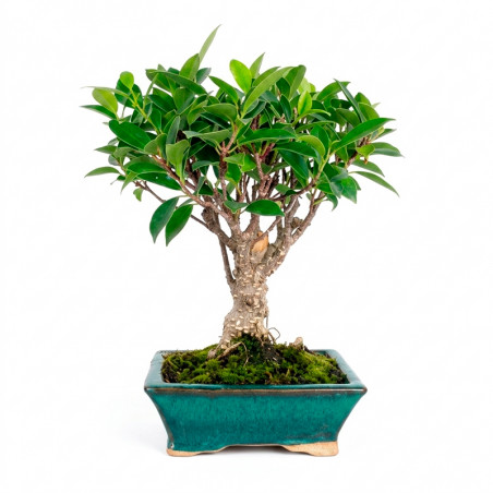 BONSAI KYOTO