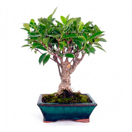 BONSAI OSAKA