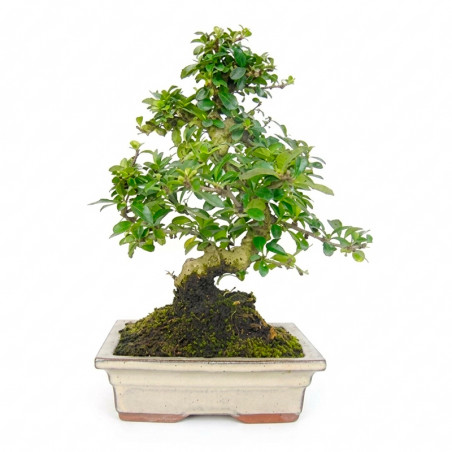 BONSAI HIRAKATA