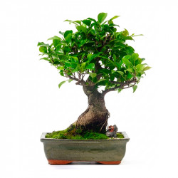 BONSAI KOBE