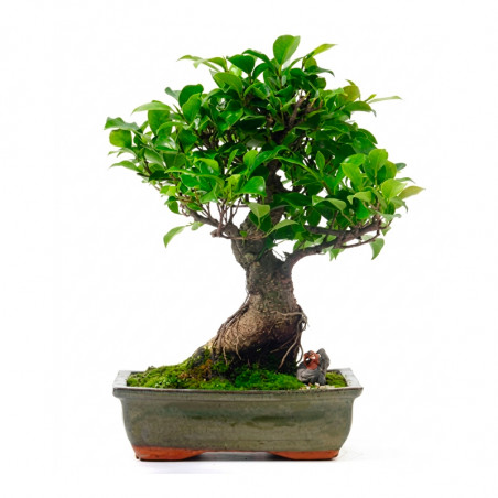 BONSAI KOBE