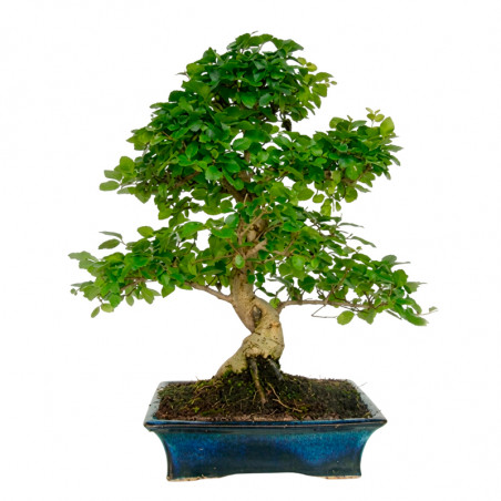 BONSAI FUKUOKA