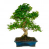 BONSAI FUKUOKA