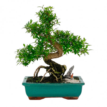 BONSAI NAGOYA