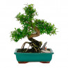 BONSAI NAGOYA